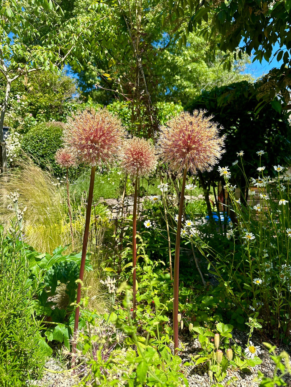 Garden Maintenance Dartmoor – Blooms & Beyond