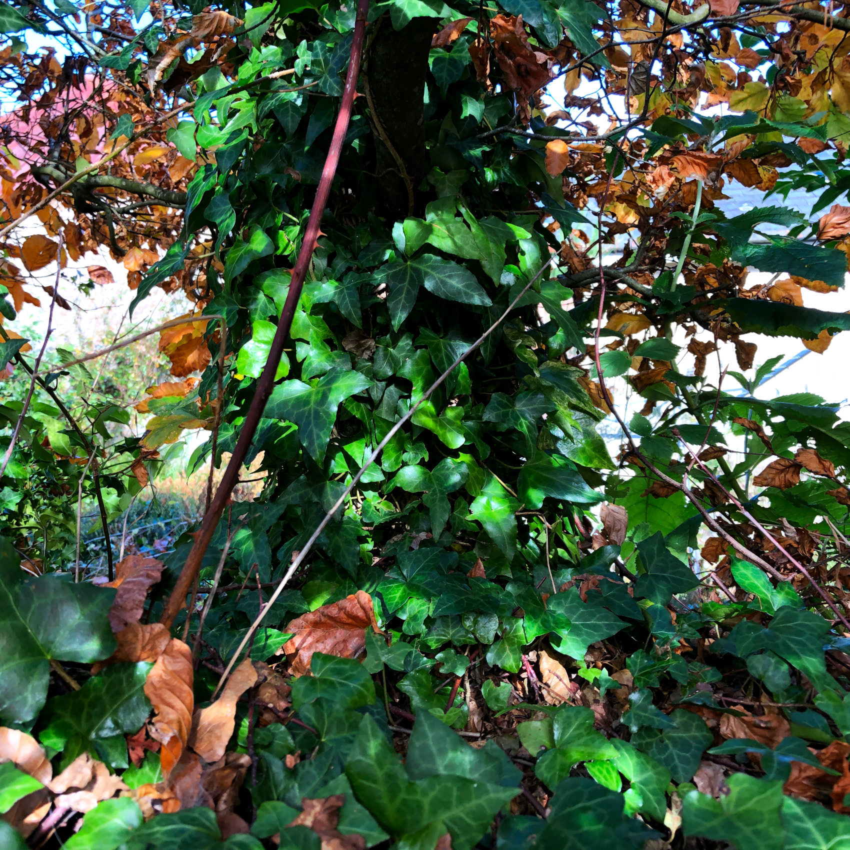 Invasive ivy